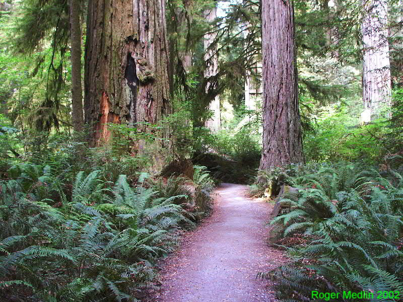 Redwoods Northern California 
